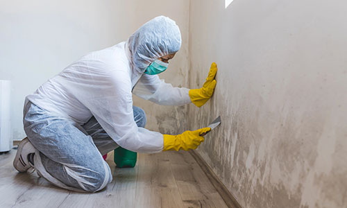 Professional mould removal